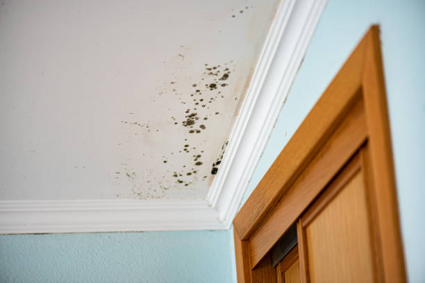 Mold Testing and Removal in Mentor On The Lake, OH